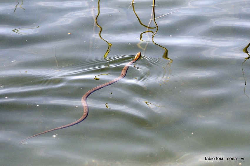 Natrix tessellata: famiglia allargata o famiglia stipata?